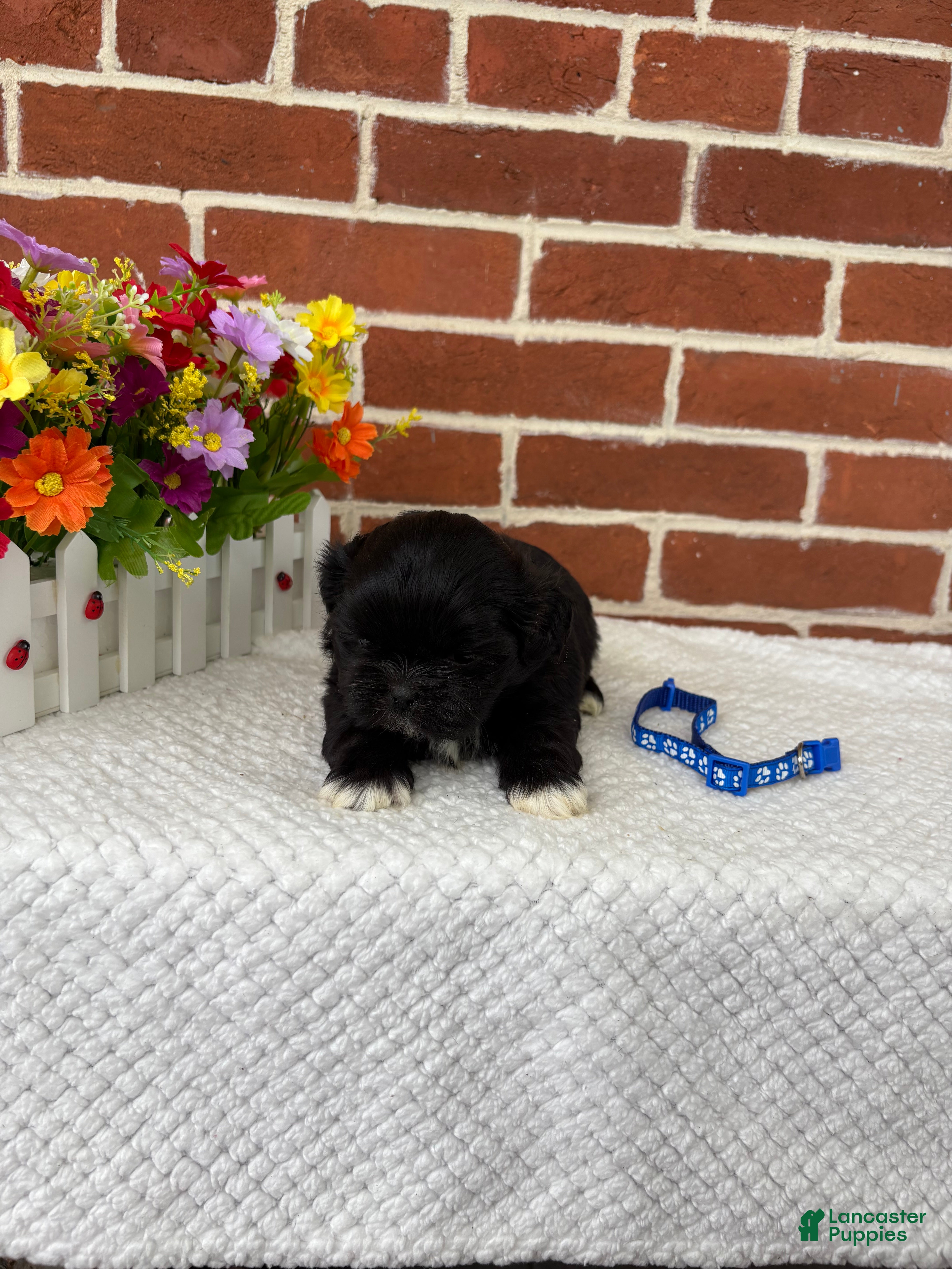 Shih Tzu dogs for sale: Leo - Ad 1