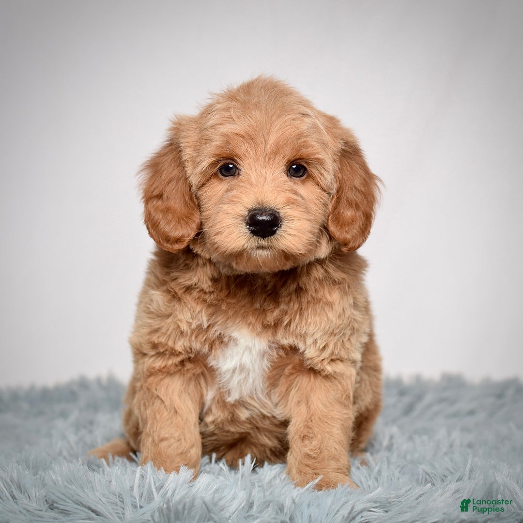 Mini Goldendoodle dogs for sale: Mr. Oscar - Ad 5
