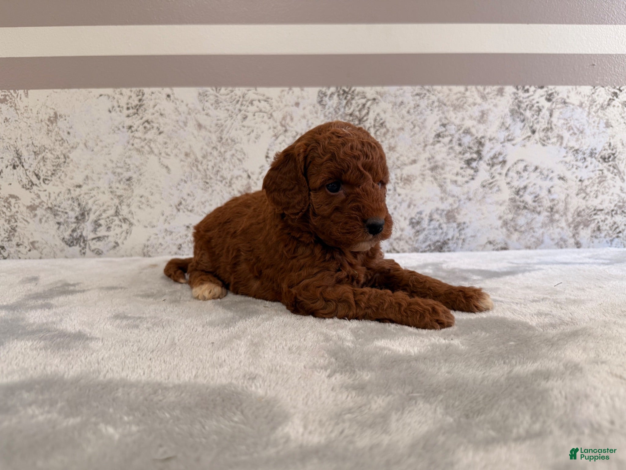 Mini Goldendoodle dogs Chrissy - Ad 20