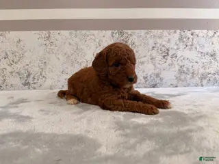 Mini Goldendoodle dogs Chrissy - Ad 20