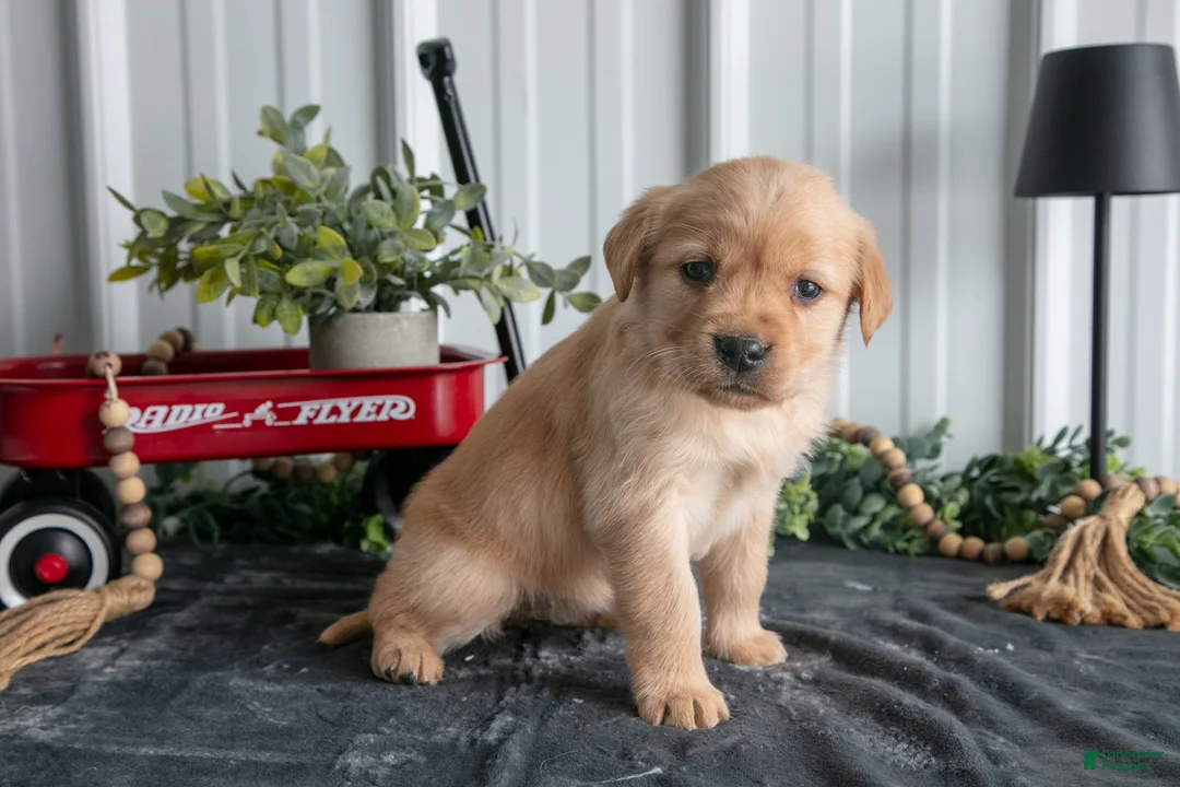 Goldador dogs for sale: Molly - Ad 1