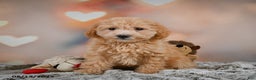 Bichpoo dogs for sale: Jessica - Ad 10