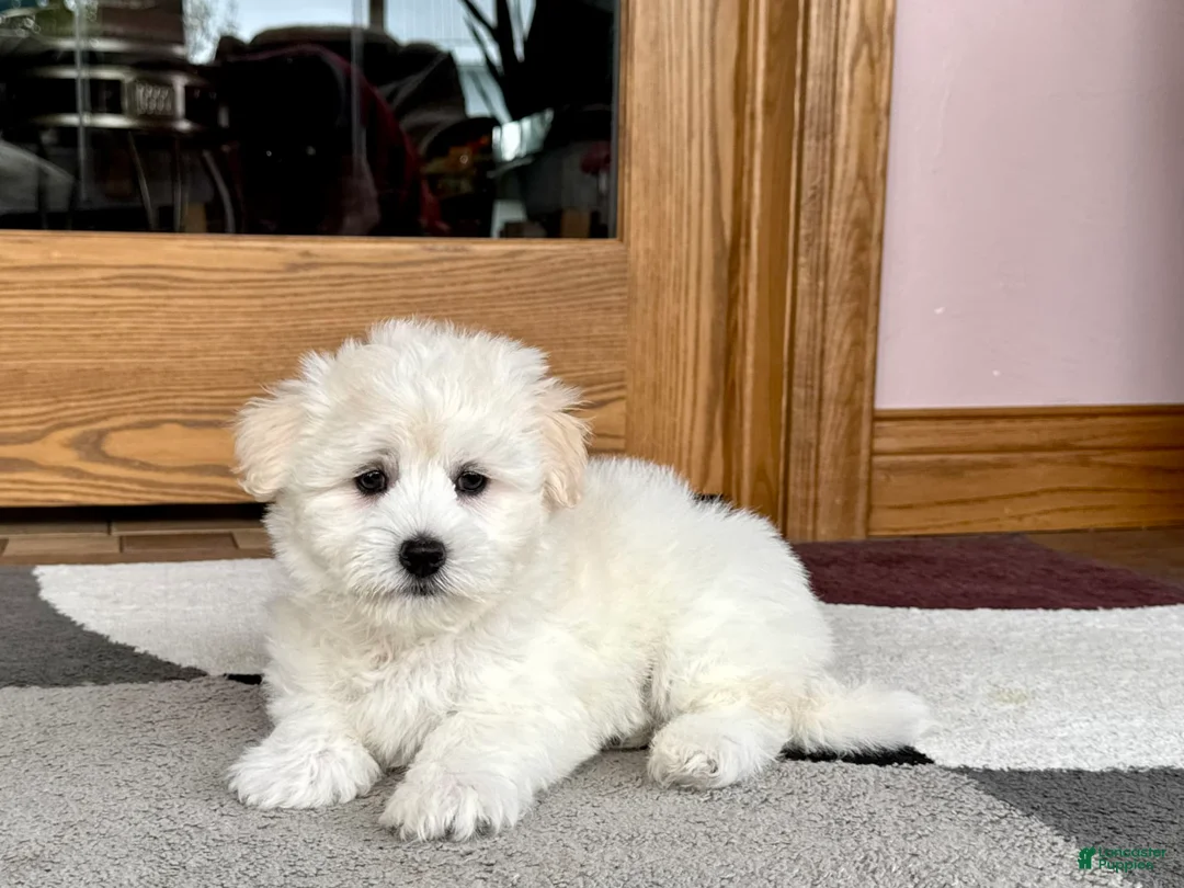 Coton De Tulear dogs for sale: Rodney - Ad 2