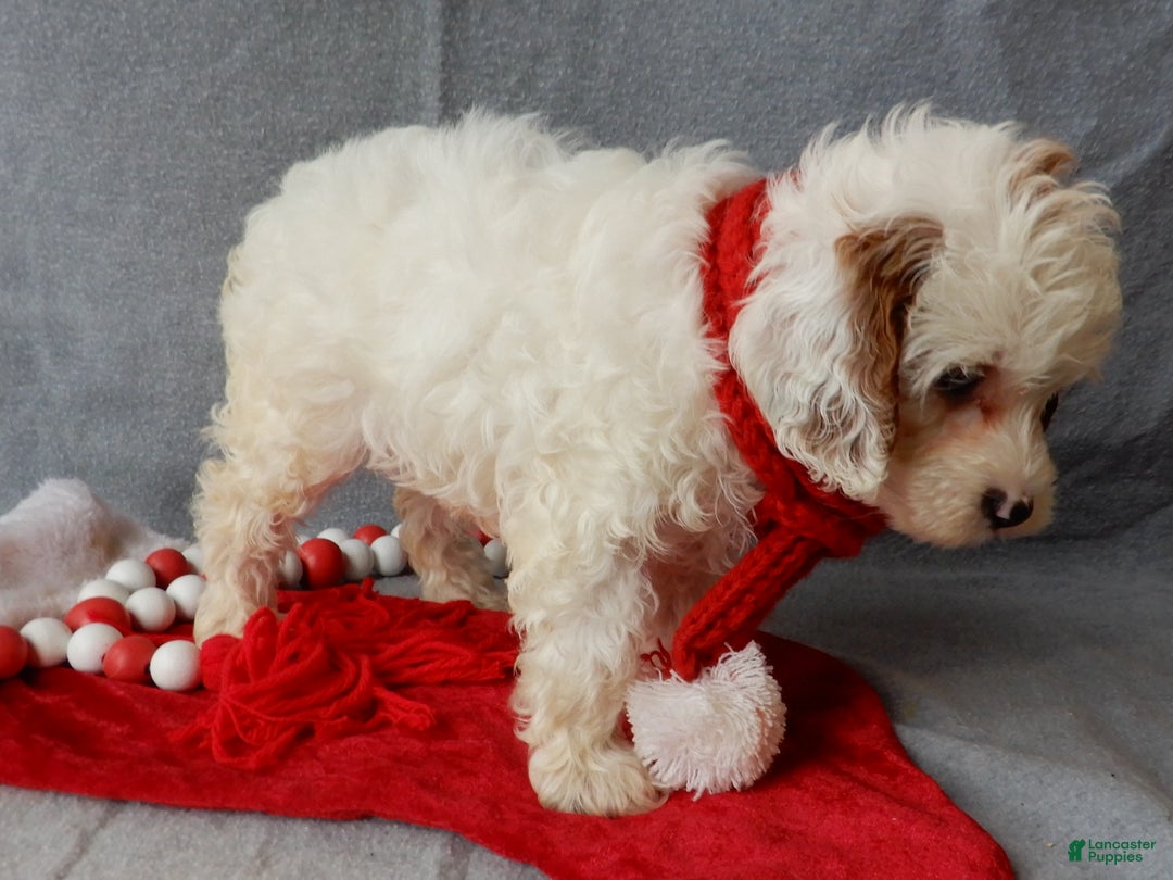 Cavapoo dogs for sale: Snowball - Ad 4