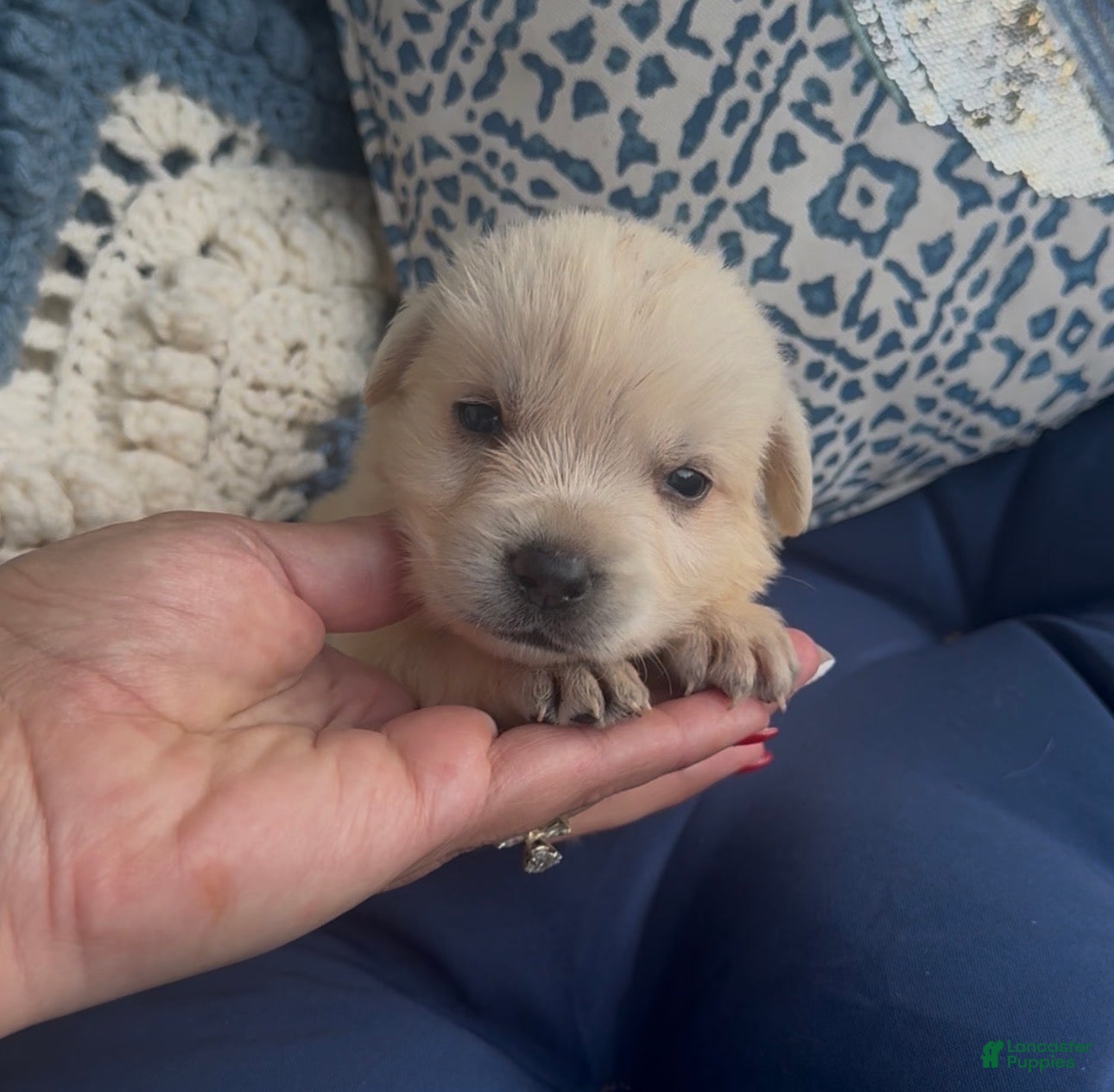 Labrador Retriever dogs Labrador Retriever 1 - Ad 2