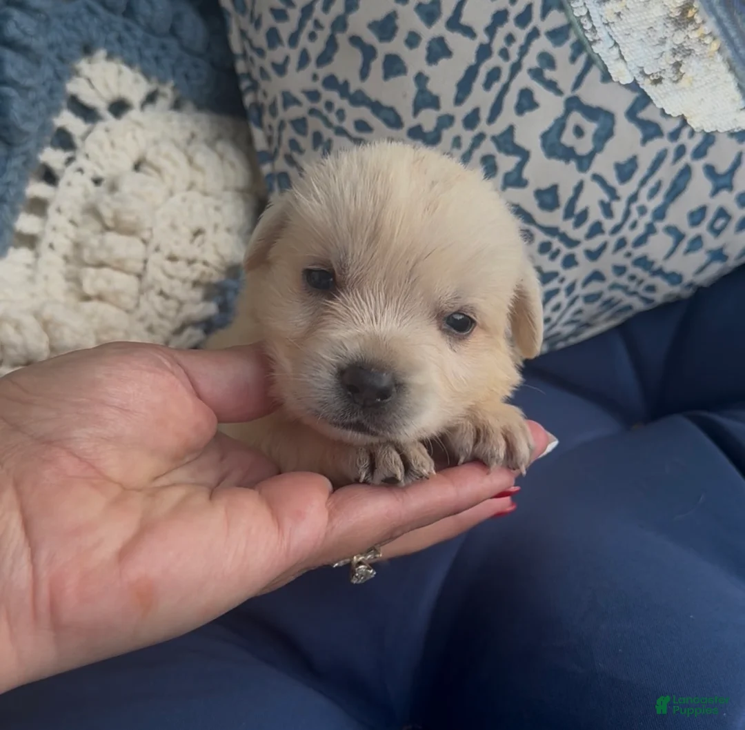 Labrador Retriever dogs for sale: Labrador Retriever 1 - Ad 2