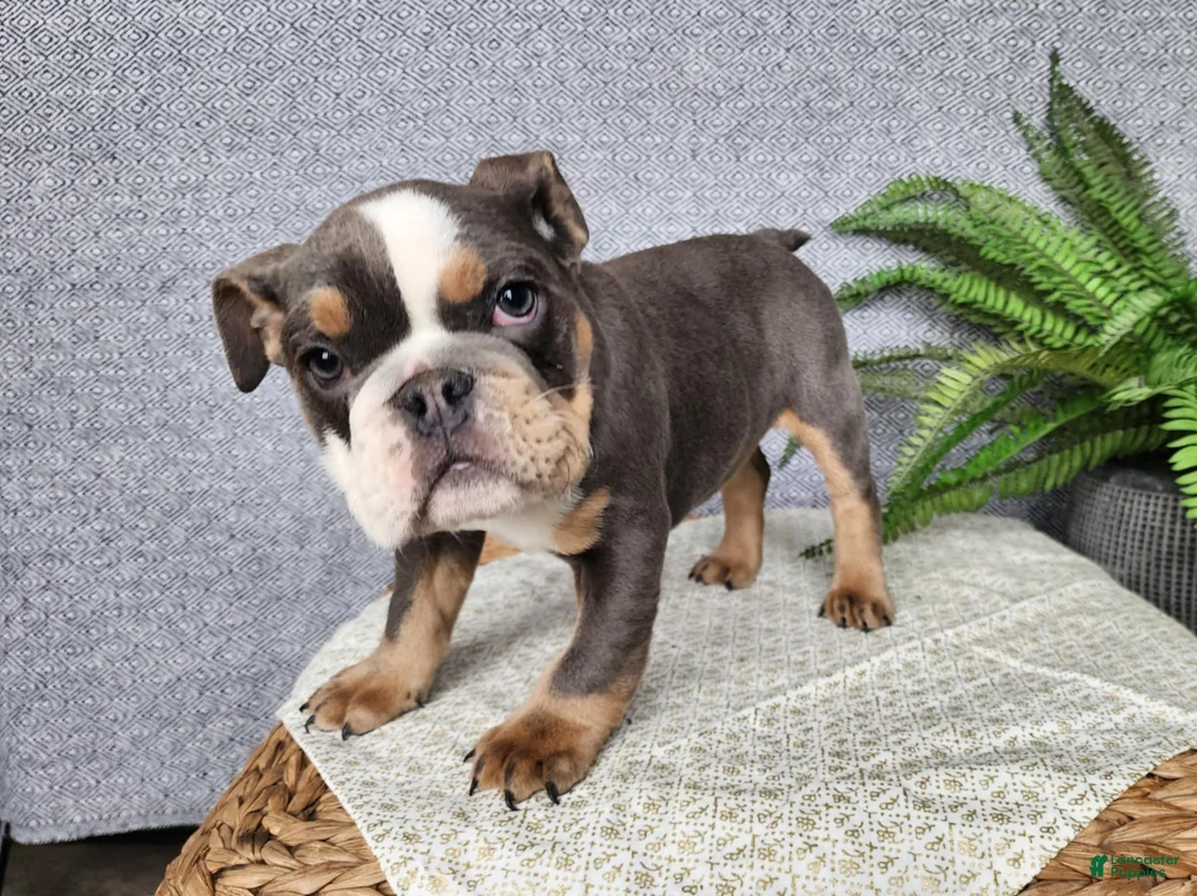 English Bulldog dogs for sale: Elliot - Ad 11