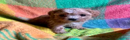 Cavapoo dogs for sale: Ruby - Ad 13