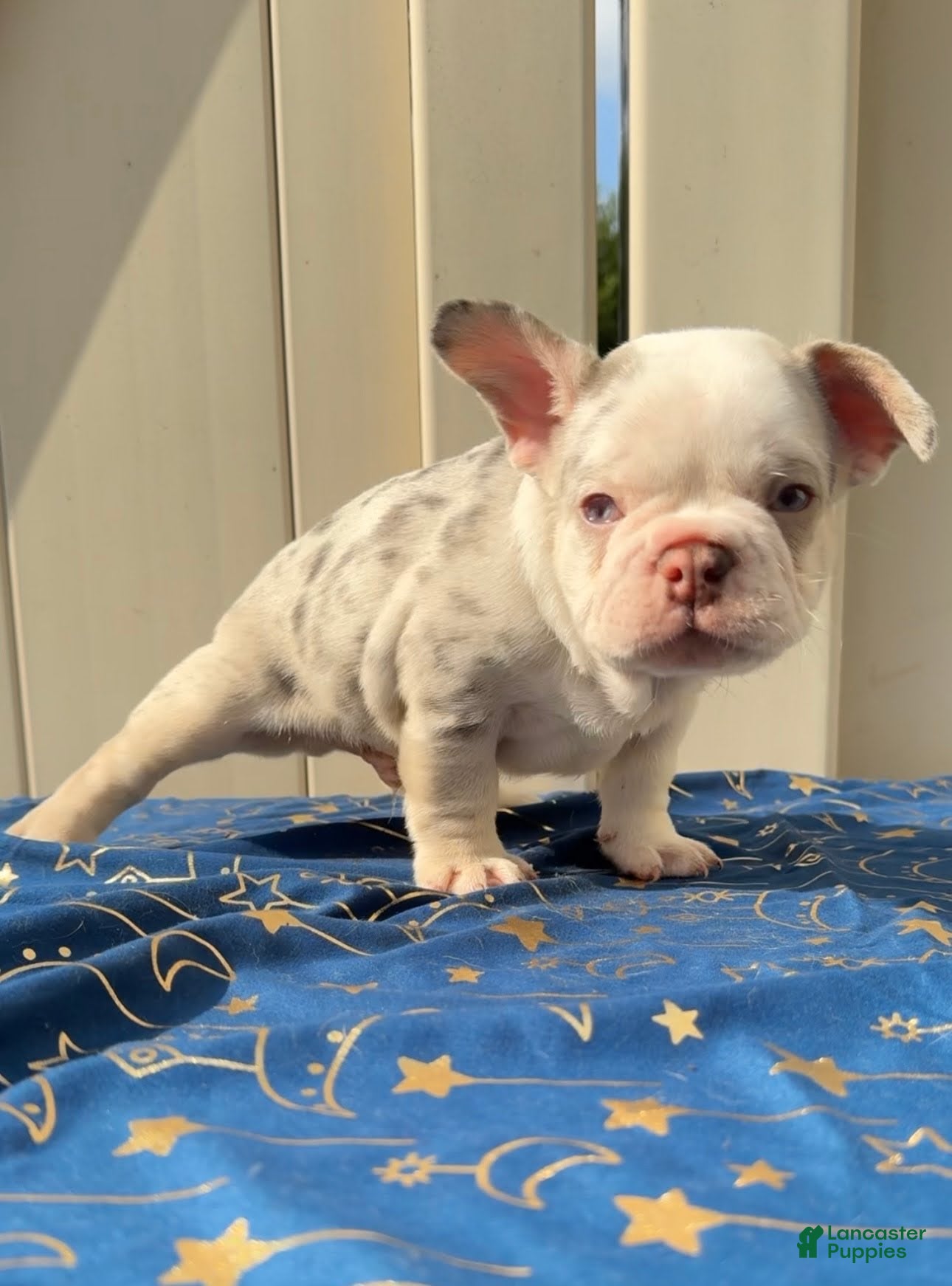 French Bulldog dogs Merle Boy #1 - Ad 1