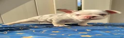 French Bulldog dogs for sale: Merle Boy #1 - Ad 1