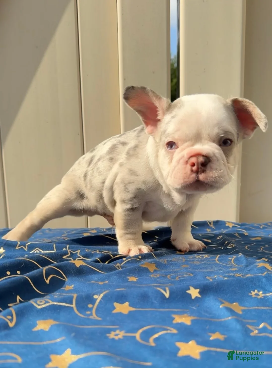 French Bulldog dogs for sale: Merle Boy #1 - Ad 1