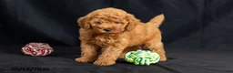 Mini Goldendoodle dogs for sale: Dianna - Ad 4