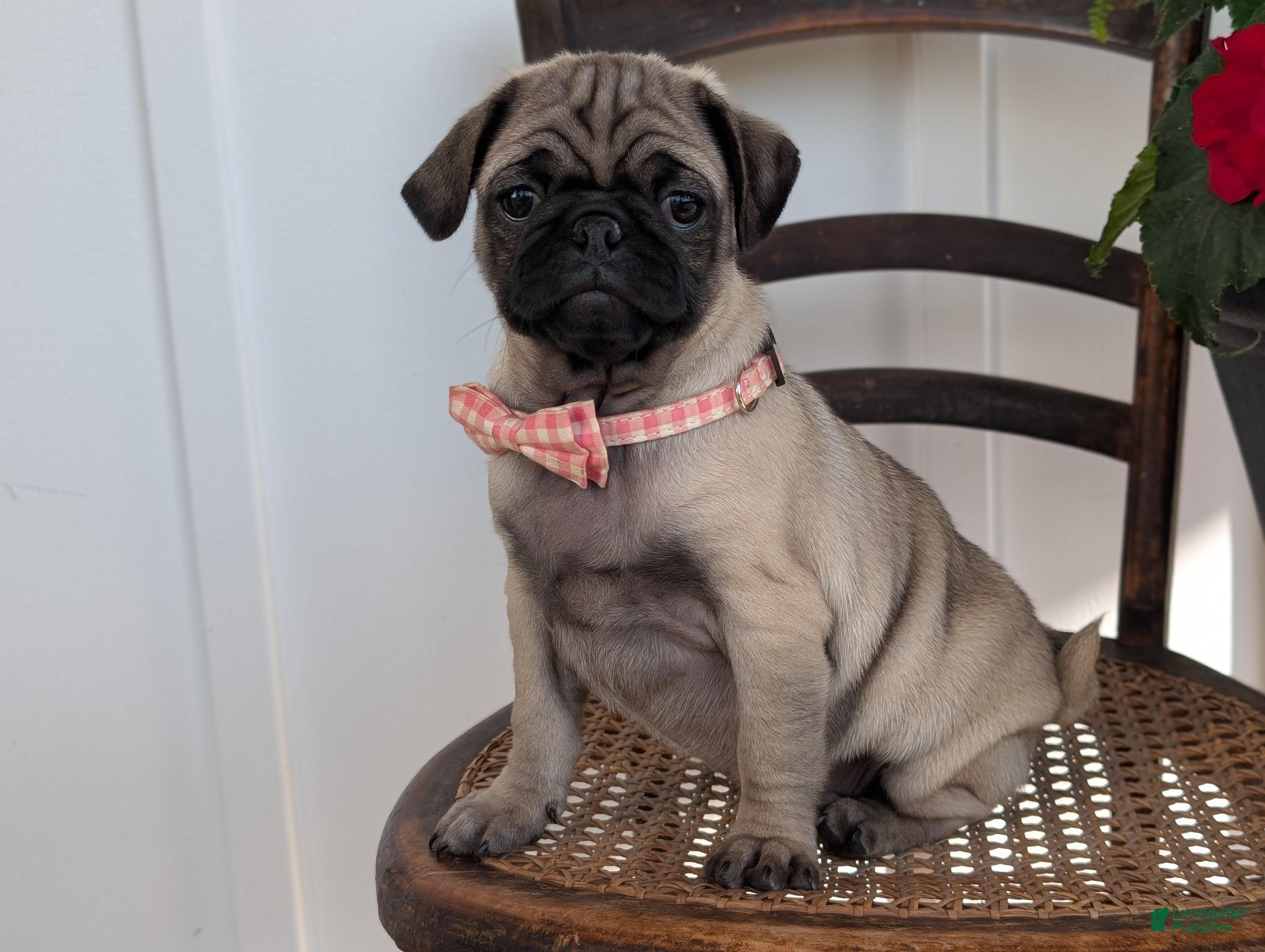 Pug dogs Taco - Ad 1