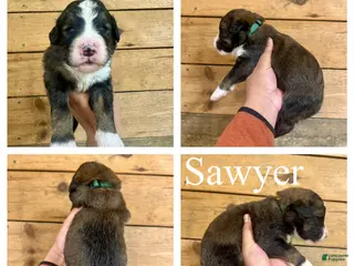 Bernedoodle dogs Sawyer- Standard F1 - Ad 35