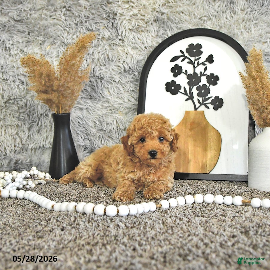 Toy Poodle dogs Juno - Ad 2