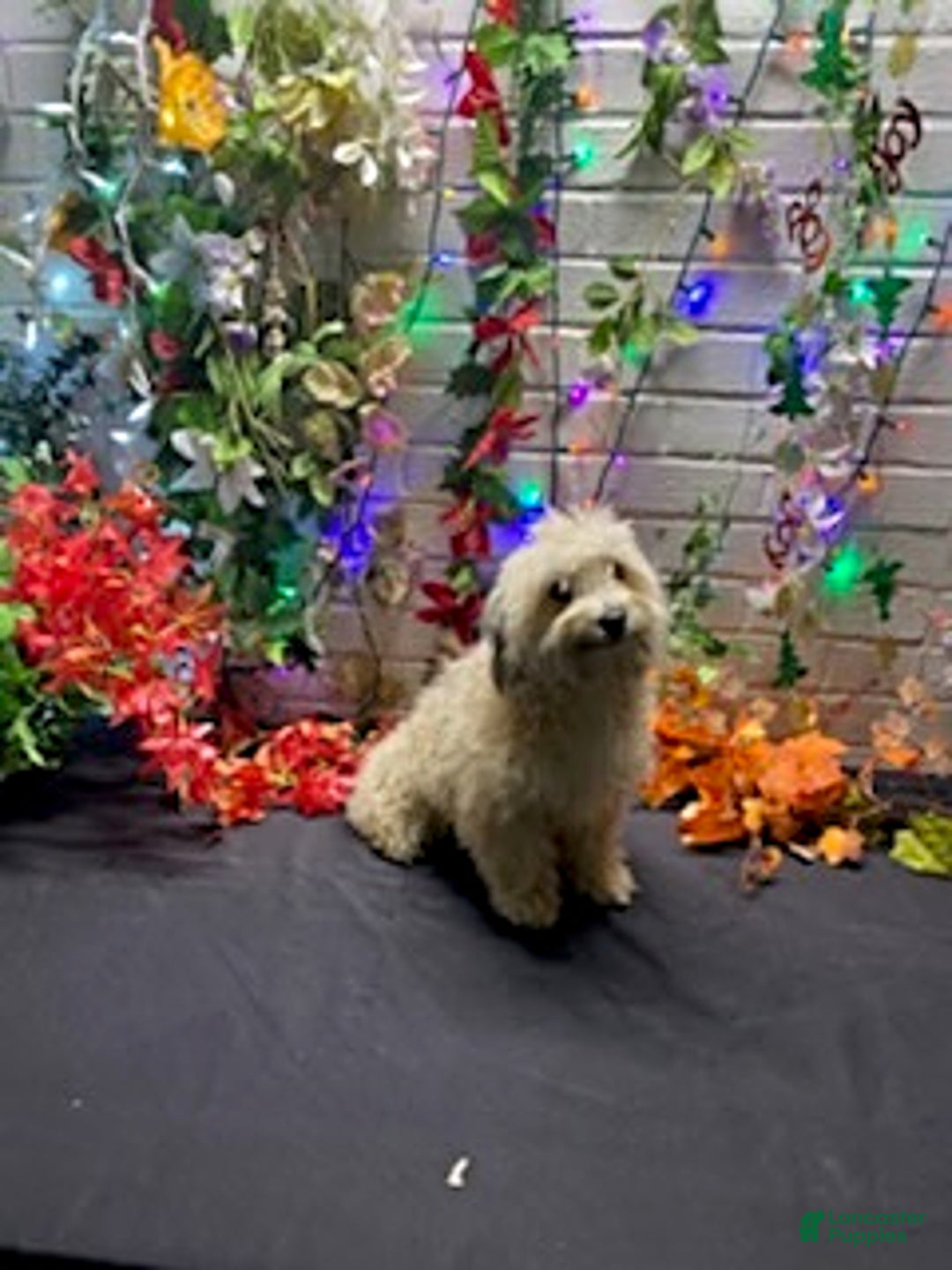 Havapoo dogs for sale: Blondie - Ad 5