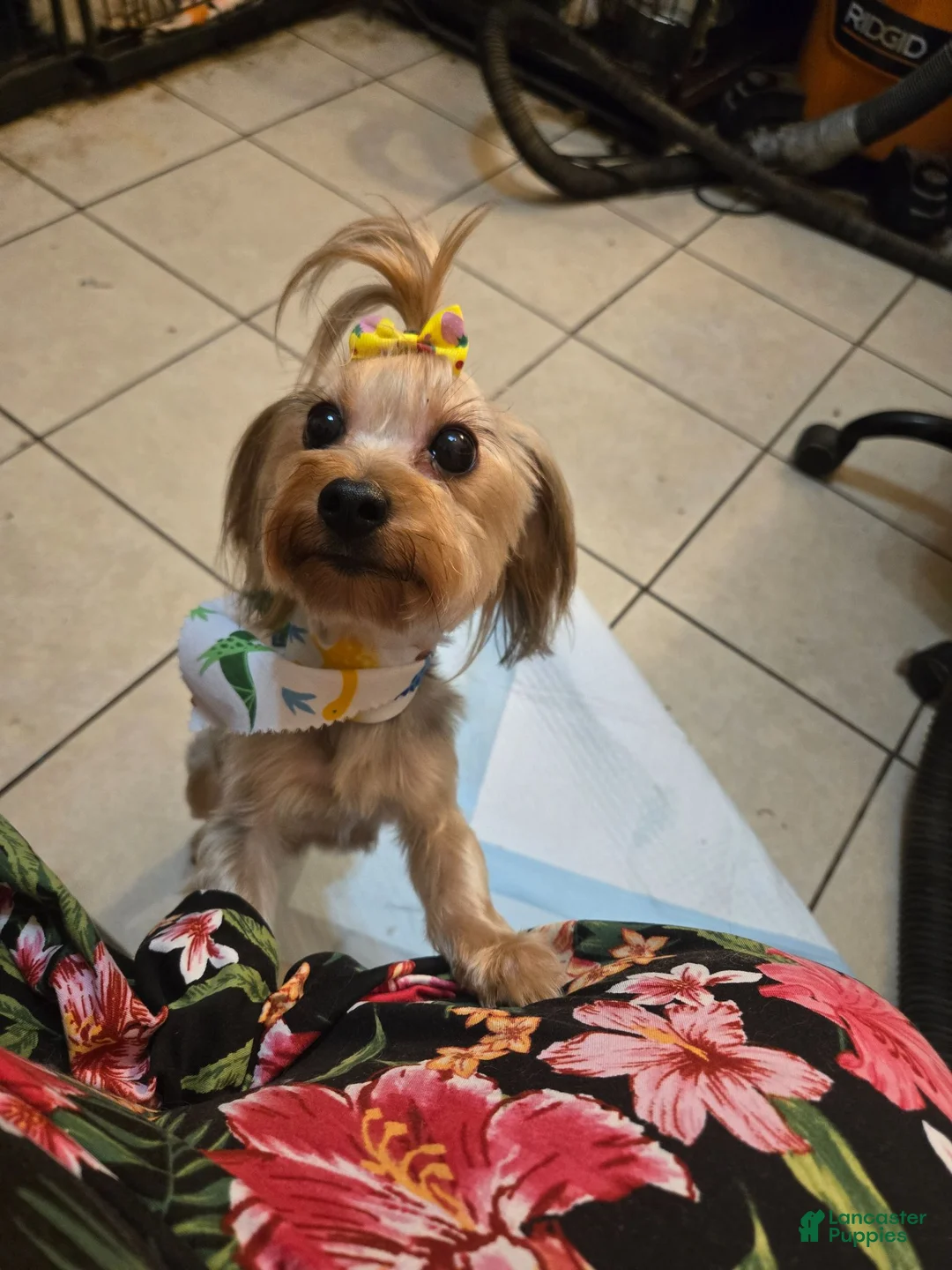 Yorkshire Terrier dogs for sale: Yorkshire Terrier 3 - Ad 2