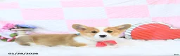 Welsh Corgi Pembroke dogs for sale: Roxy - Ad 5