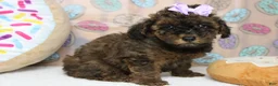 Cavapoo dogs for sale: Ella - Ad 2