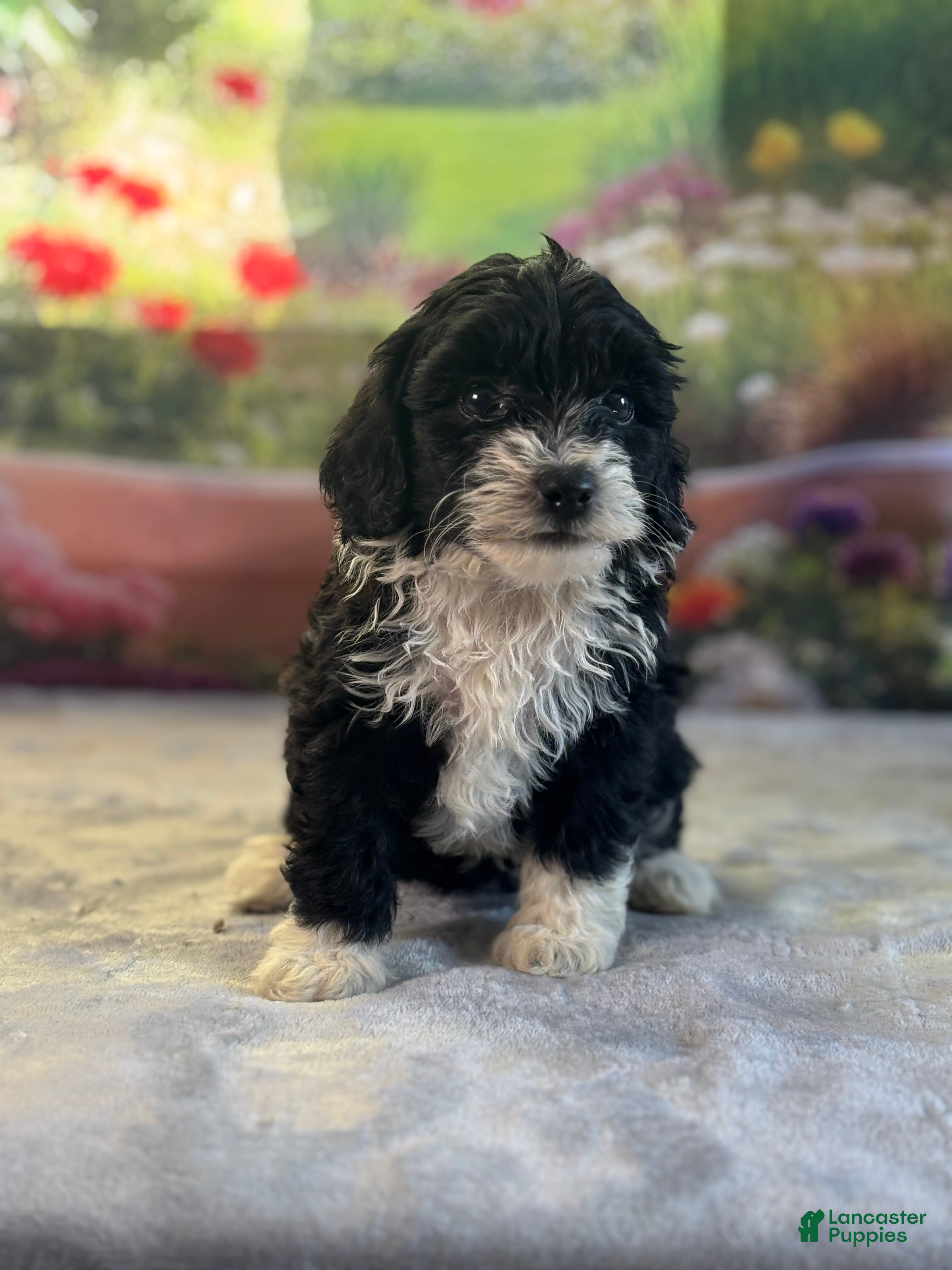 Fuzzy (Doodle / designer cross, Female) in Grabill, IN