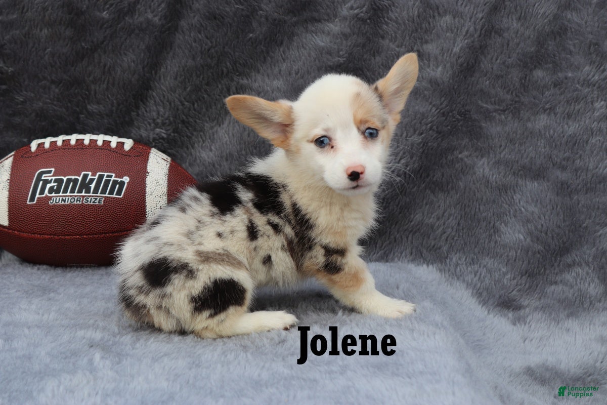 Welsh Corgi Pembroke dogs Jolene - Ad 1