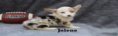Jolene
