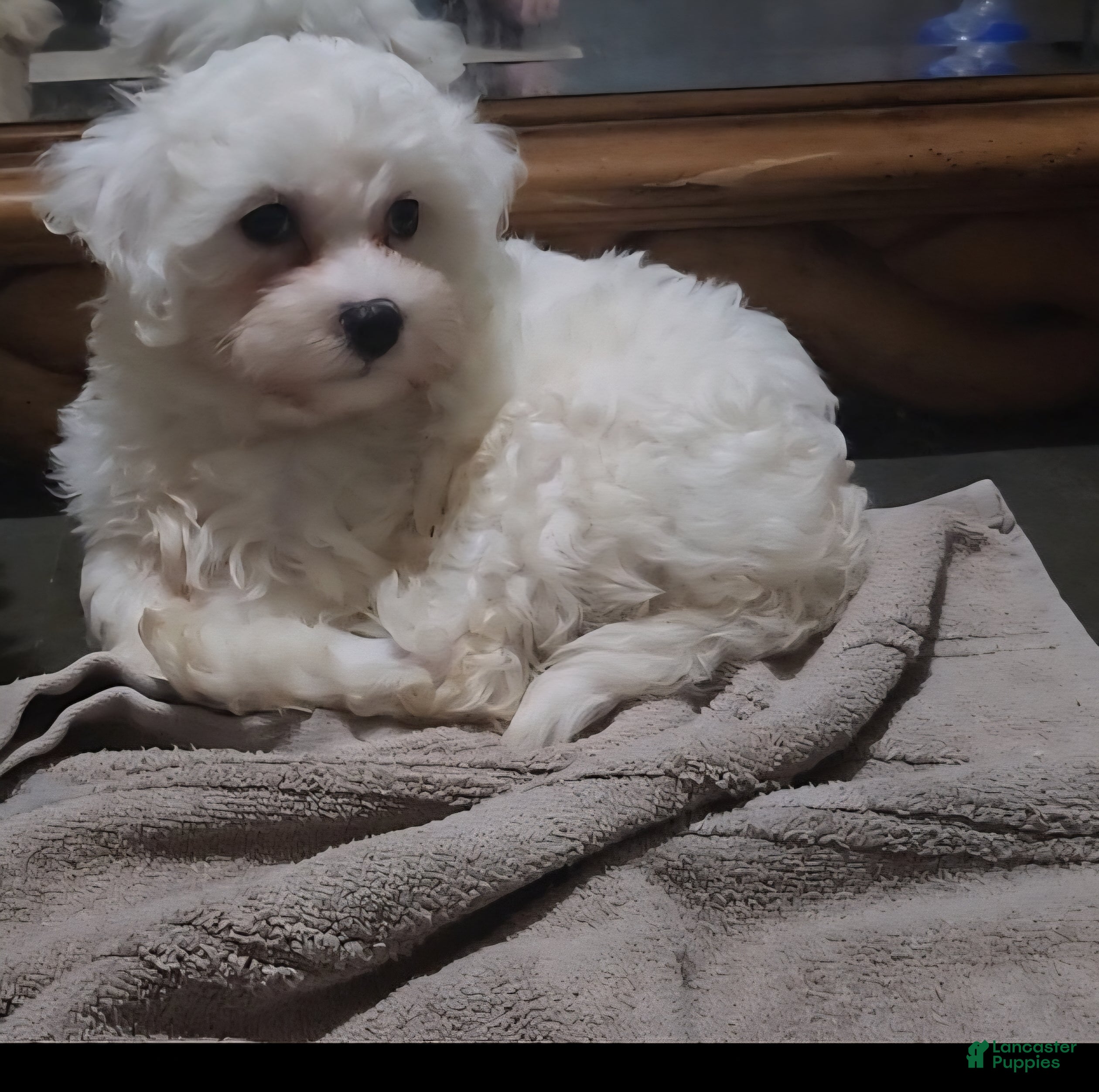 Maltese dogs Maltese Puppy 1 - Ad 27