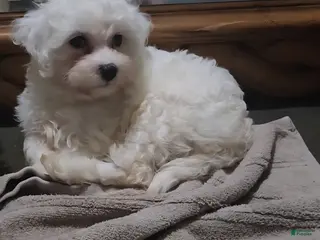 Maltese dogs Maltese Puppy 1 - Ad 27