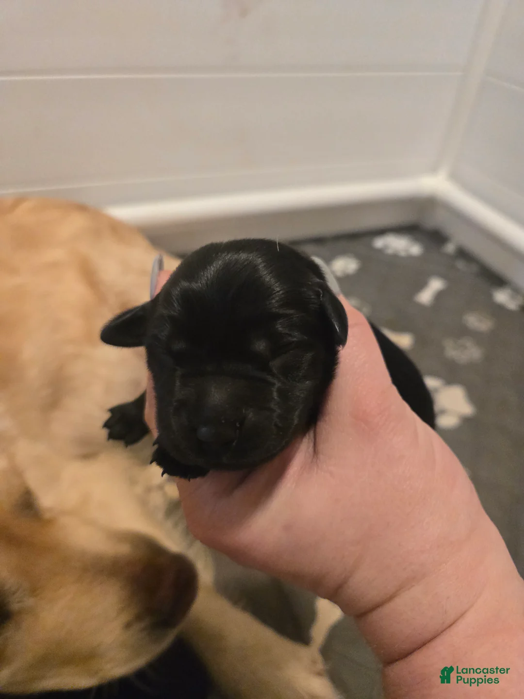 Goldador dogs for sale: Black male # 2 - Ad 1
