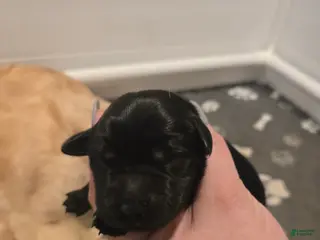 Goldador dogs Black male # 2 - Ad 22