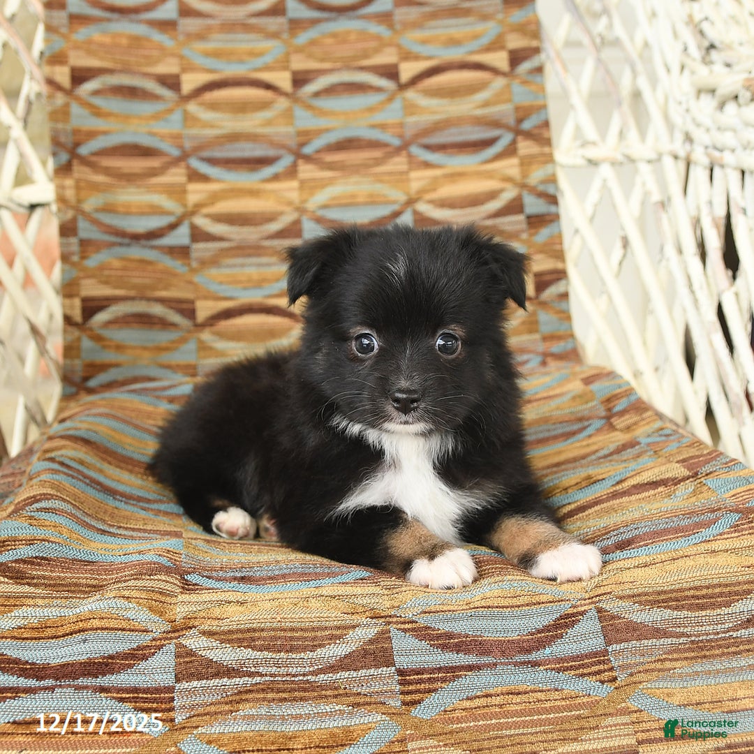 Toy Australian Shepherd dogs for sale: Cricket - Ad 5