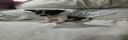 Chihuahua dogs for sale: Chihuahua 2 - Ad 4