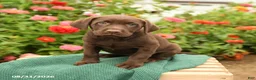 Labrador Retriever dogs for sale: Krissy - Ad 1
