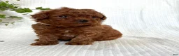 Mini Goldendoodle dogs for sale: Mini Goldendoodle 7 - Ad 5