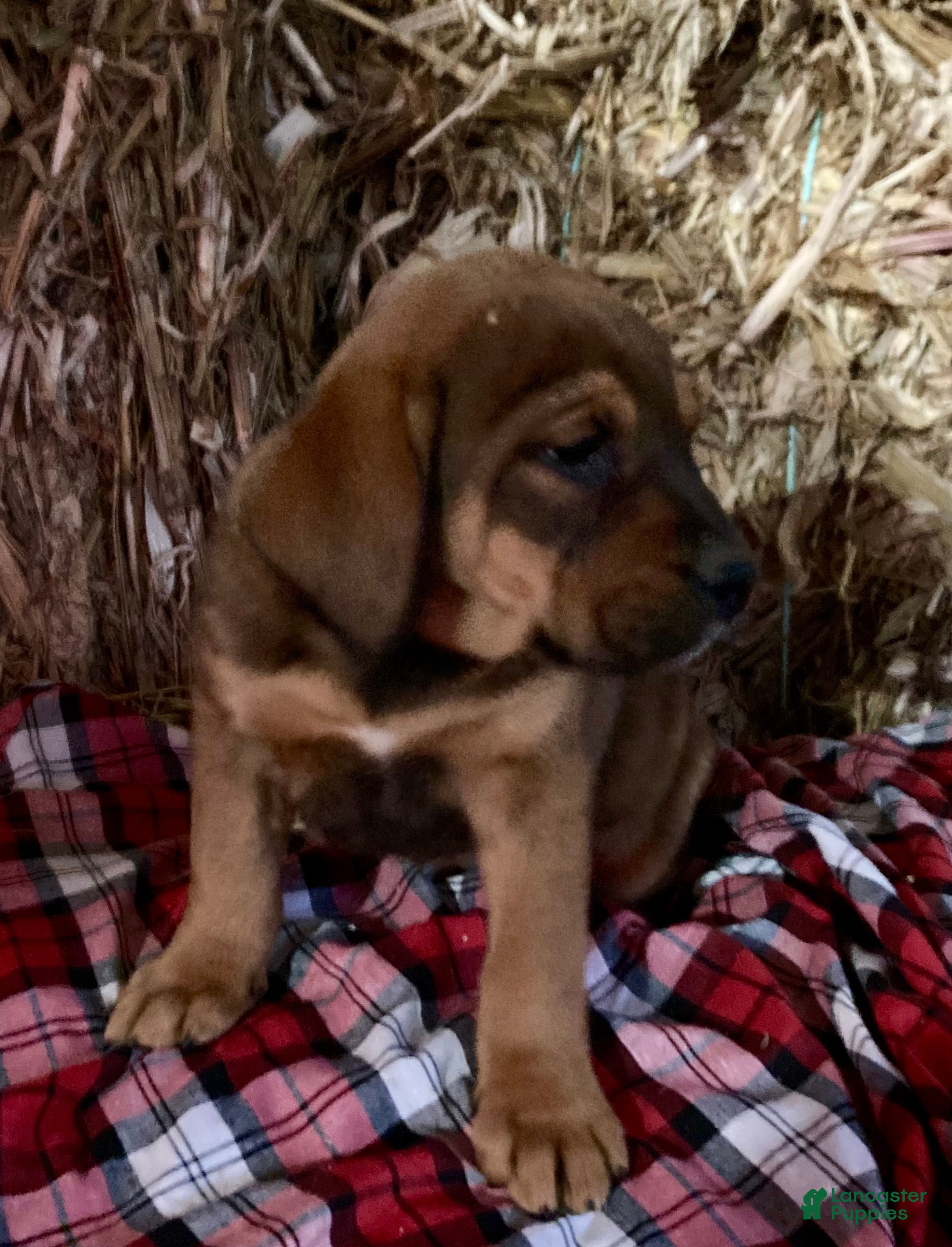 Mixed Breed dogs Buster - Ad 33