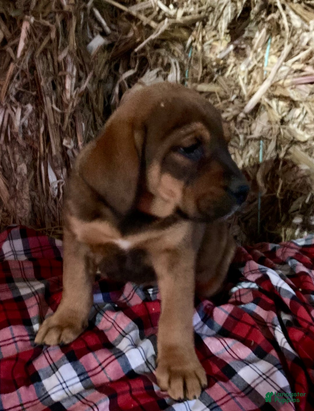 Mixed Breed dogs for sale: Buster - Ad 1