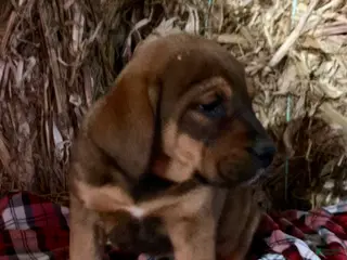 Mixed Breed dogs Buster - Ad 5