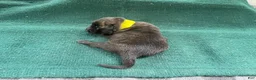 Mixed Breed dogs for sale: Male Puppy 4 - Ad 5