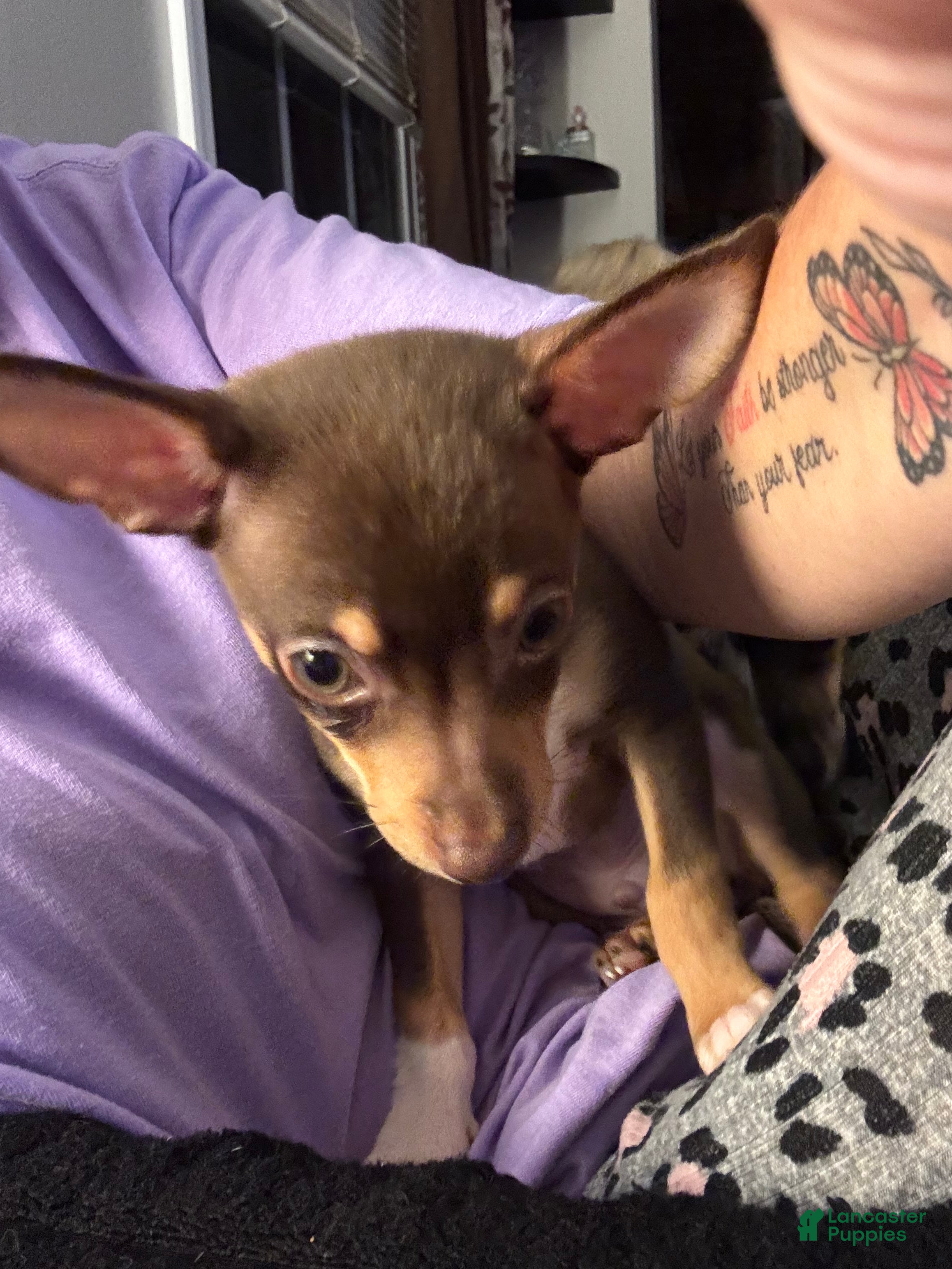 Chihuahua dogs Chihuahua 4 ready to go  - Ad 1
