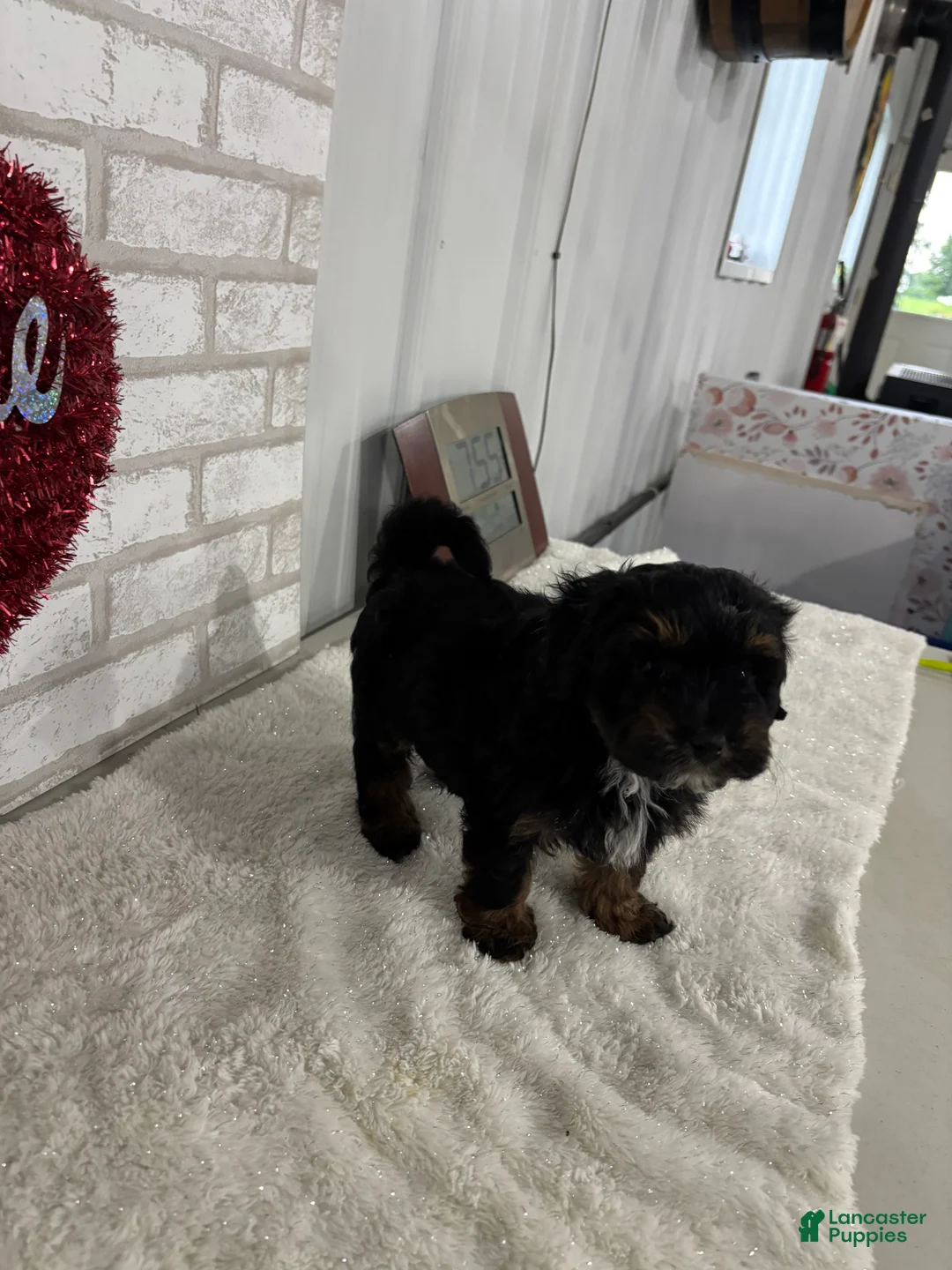 Maltipoo dogs for sale: Sophia - Ad 4
