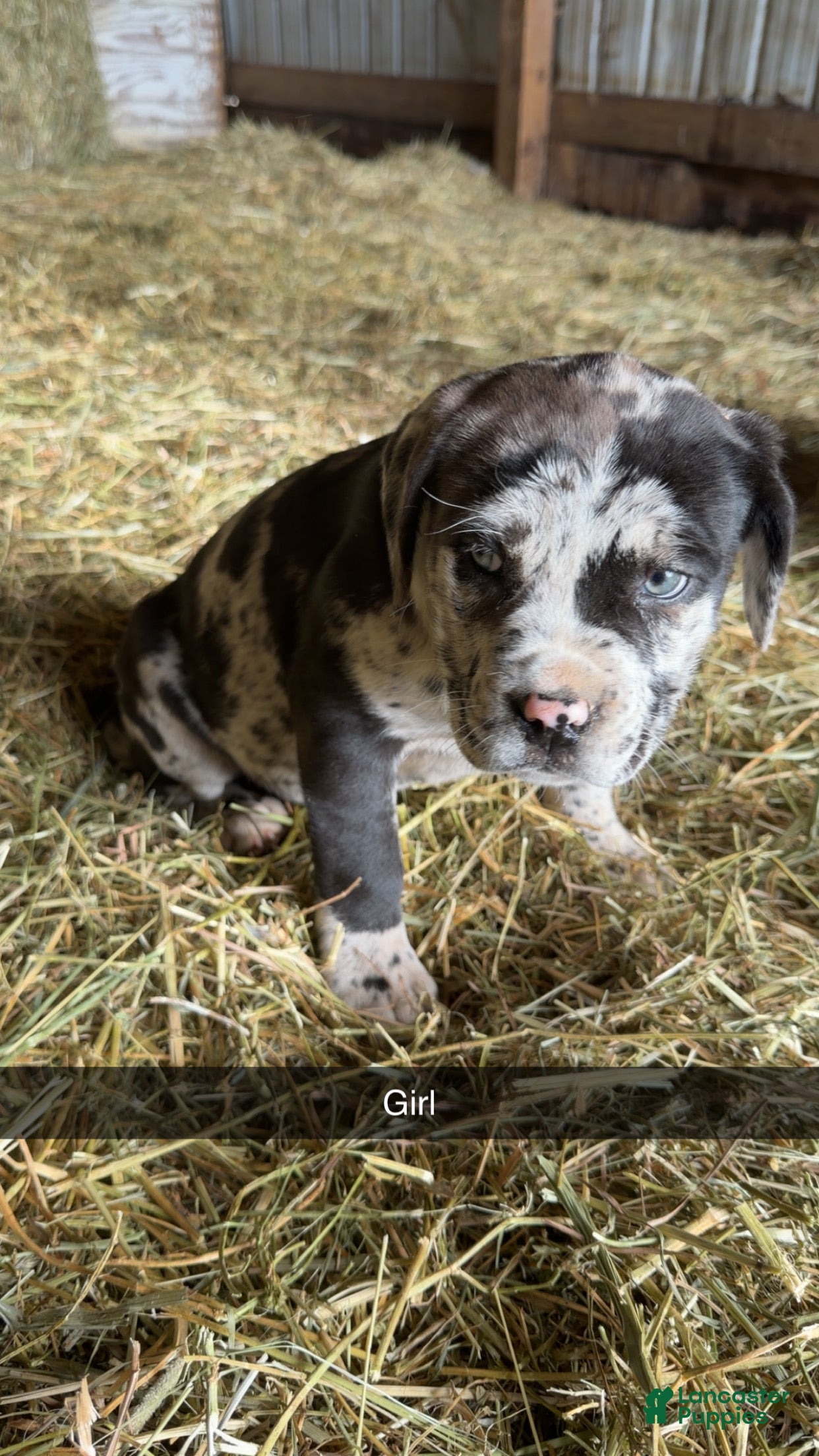 English Mastiff dogs English Mastiff Puppy 2 - Ad 1
