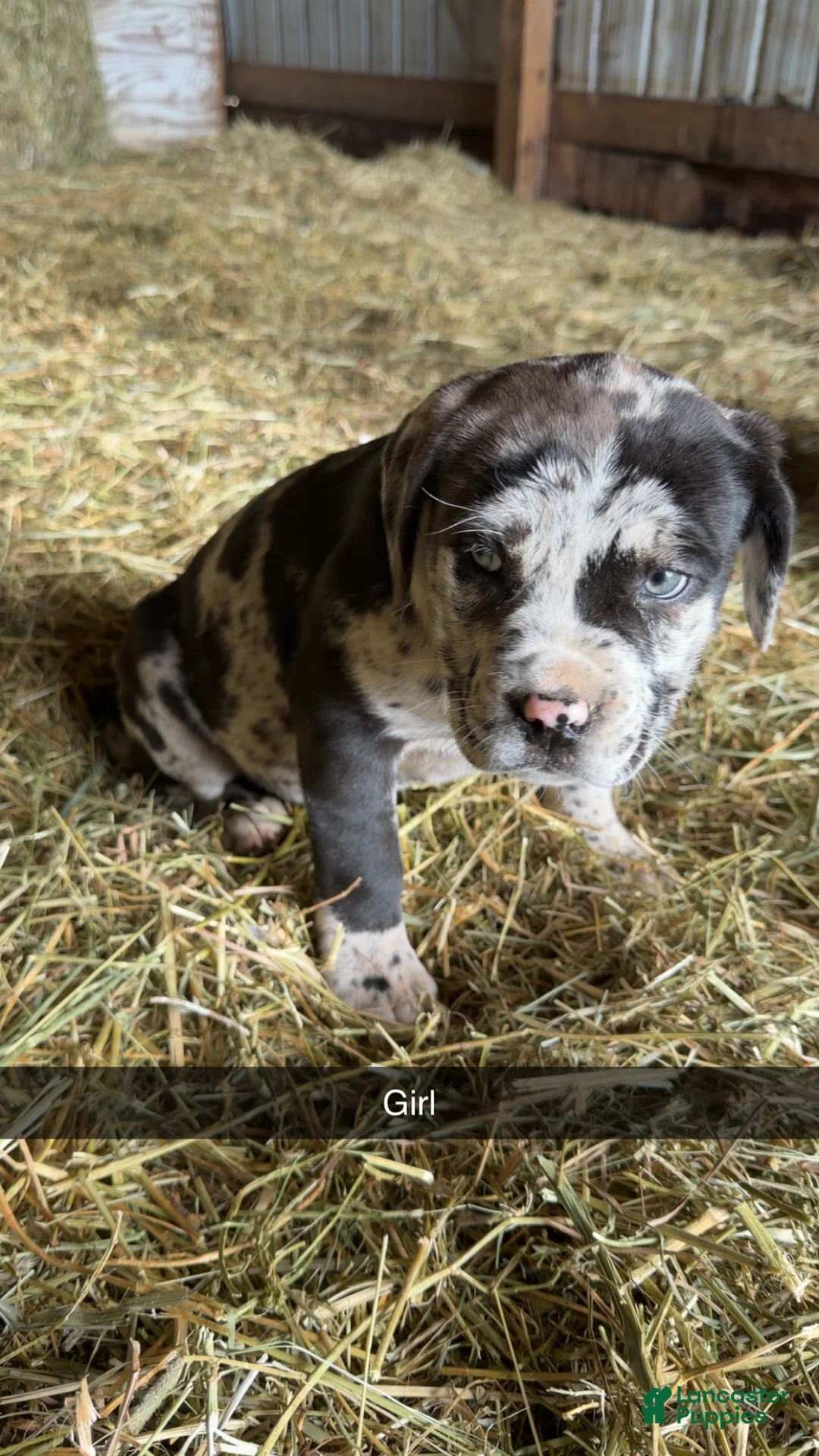 English Mastiff dogs for sale: English Mastiff Puppy 2 - Ad 1