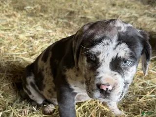 English Mastiff dogs for sale: English Mastiff Puppy 2 - Ad 4