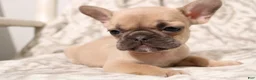French Bulldog dogs for sale: Link - Ad 1