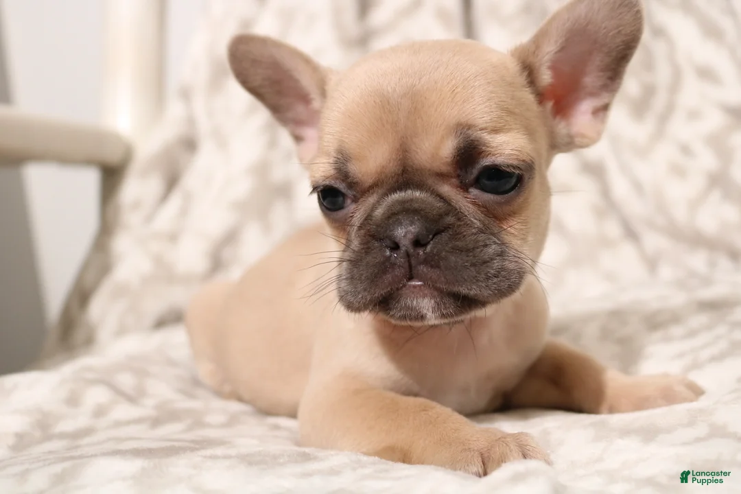 French Bulldog dogs for sale: Link - Ad 1