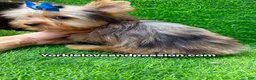 Yorkshire Terrier dogs for sale: Blue Merle male  - Ad 7