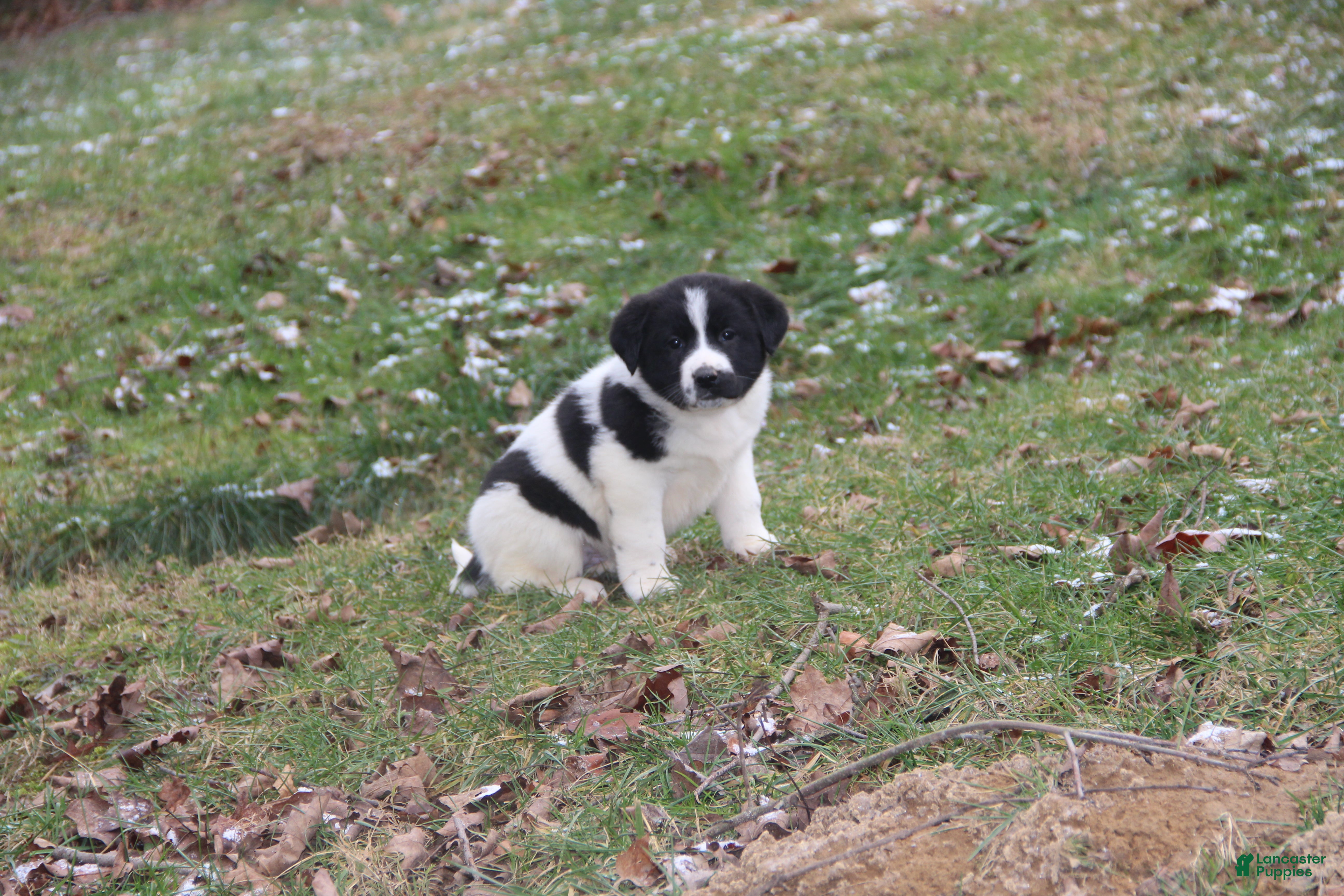 Mixed Breed dogs Sierra - Ad 19