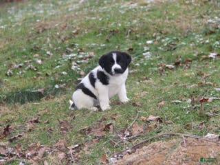 Mixed Breed dogs Sierra - Ad 20