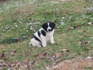 Mixed Breed dogs Sierra - Ad 11