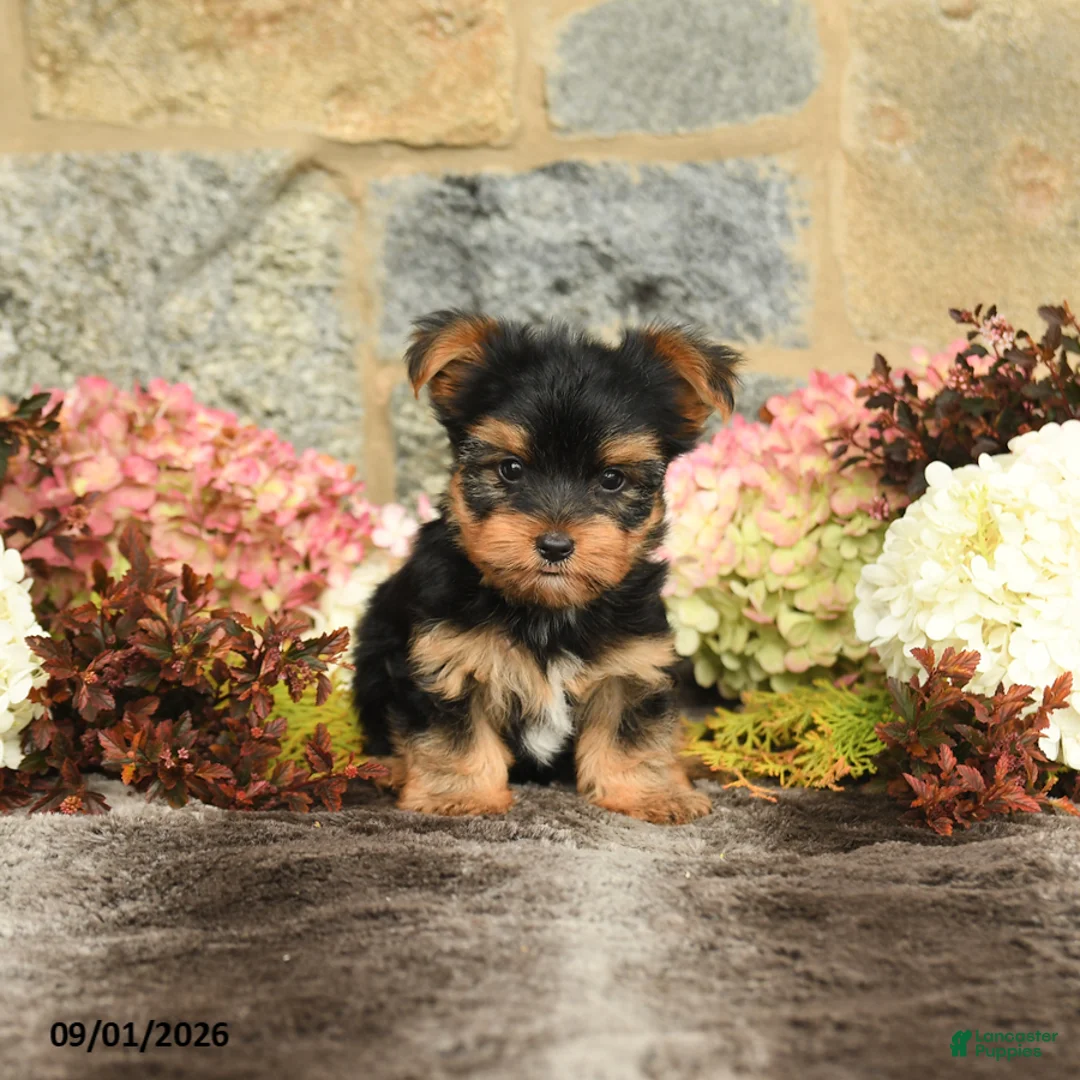 Yorkshire Terrier dogs for sale: Nevin - Ad 1